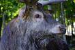 close-up of a deer's face in quebec, canada