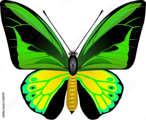 butterfly