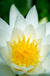 water lily