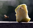 apple bee