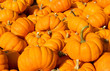 pumpkins
