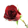 deep red rose deep red rose