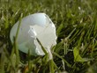 coquille d'oeuf, envol du nid
