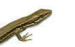 dessin de lezard