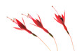 three fuchsia blossoms on white