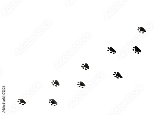 paw print wallpaper. paw prints