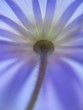 dreamy blue anemone