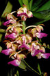 aerides flabellatum