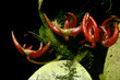 bulbophyllum patens