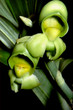 catasetum expansum