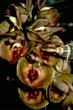 catasetum expansum
