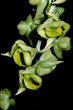 catasetum macroglossum