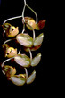 gongora galeata
