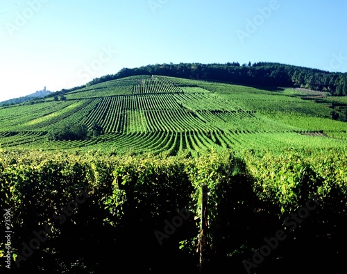 vignes d'alsace vignes d'alsace
