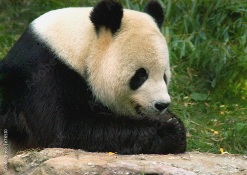 giant panda 2