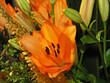 asian tiger lily