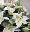 bouquet of lilies