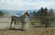 cheval barbe-arabe