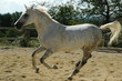 cheval barbe-arabe