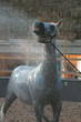 cheval sous le jet