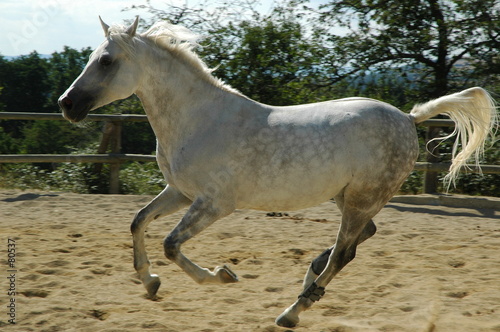 cheval barbe-arabe