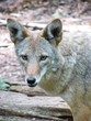 coyote portrait