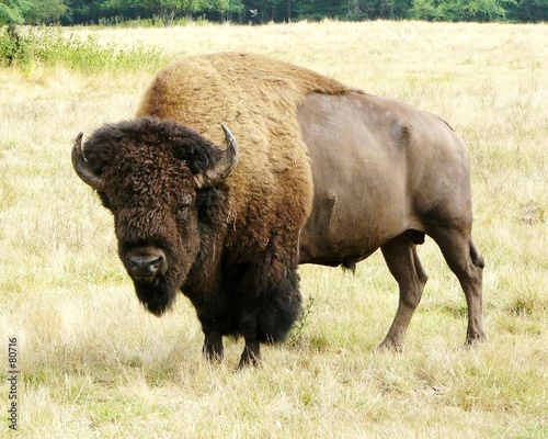 buffalo