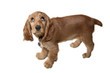 chien