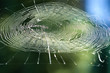 spiders web. spiders web.