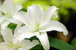 white lilly white lilly