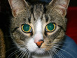 cat look