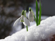 Photo: snowdrop in snow snowdrop in snow