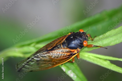 cicada on leaf