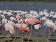 flamant rose