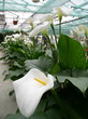 arums sous serre