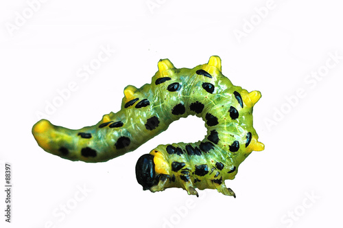 chenille