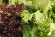 mixed lettuce close up