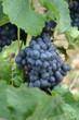 weinrebe