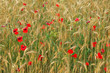 coquelicots
