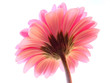pink gerbera