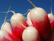 red and white radish