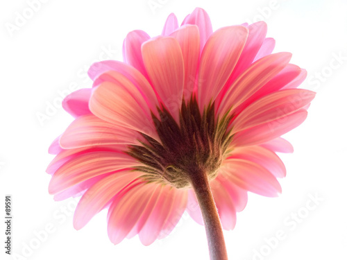 Illustration: pink gerbera pink gerbera