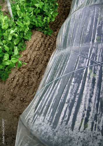 jardin potager