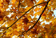 autumn, fall