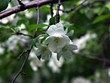 flow of spring
