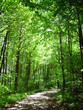 forest track