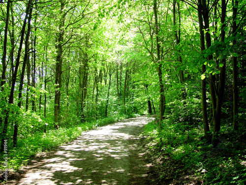 forest track