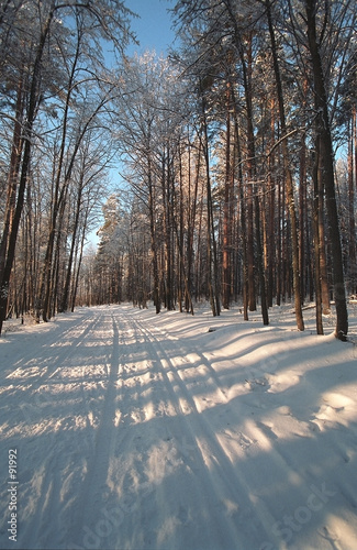 winter forest winter forest