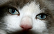 cat eyes