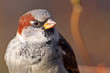 sparrow close-up